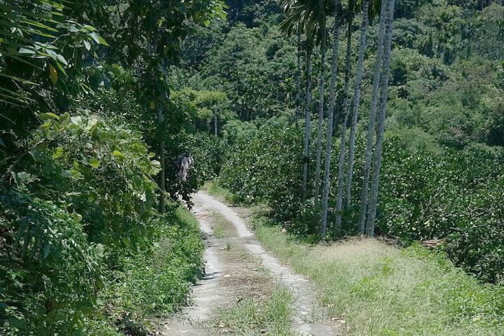 花蓮瑞穗鄉鶴岡農地