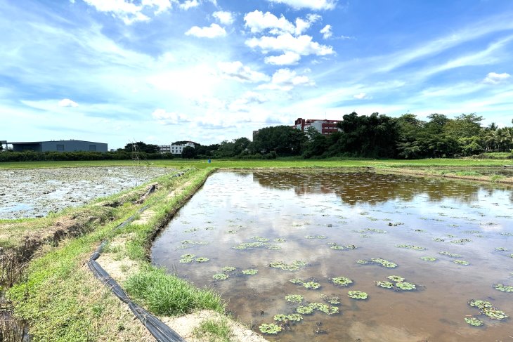 台南官田省道旁農地